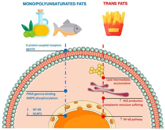 How Does Food Impact Inflammation