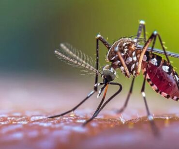 Malaria cases on the rise worldwide