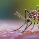 Malaria cases on the rise worldwide